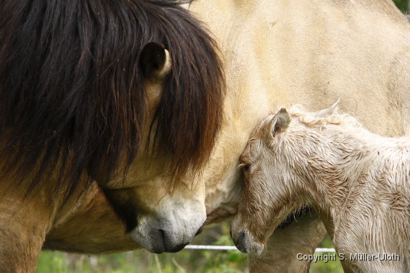 Hjoerdis 33 Min alt (4).JPG